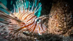 Les deltas : frontières entre terre et mer