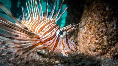 Les deltas : frontières entre terre et mer