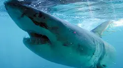 Sur Discovery Channel à 22h25 : Les dents de la mer
