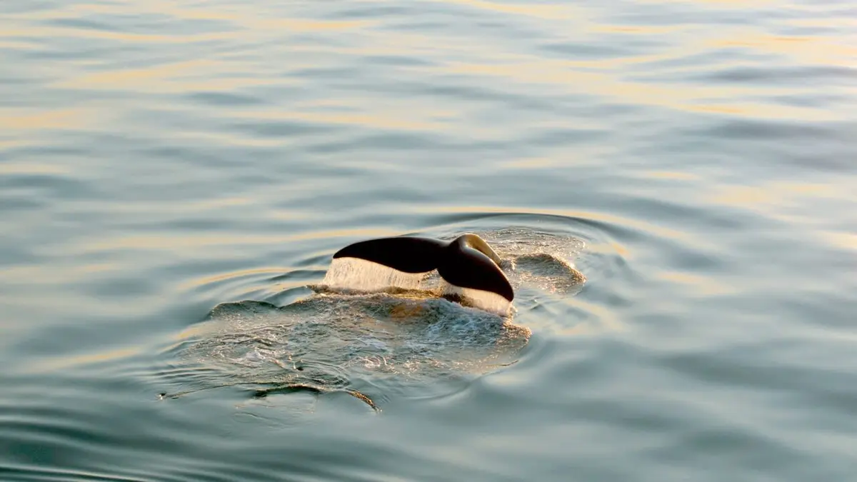 Les dernières baleines franches