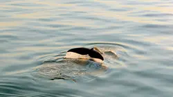 Les dernières baleines franches