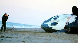 Les dernières baleines franches