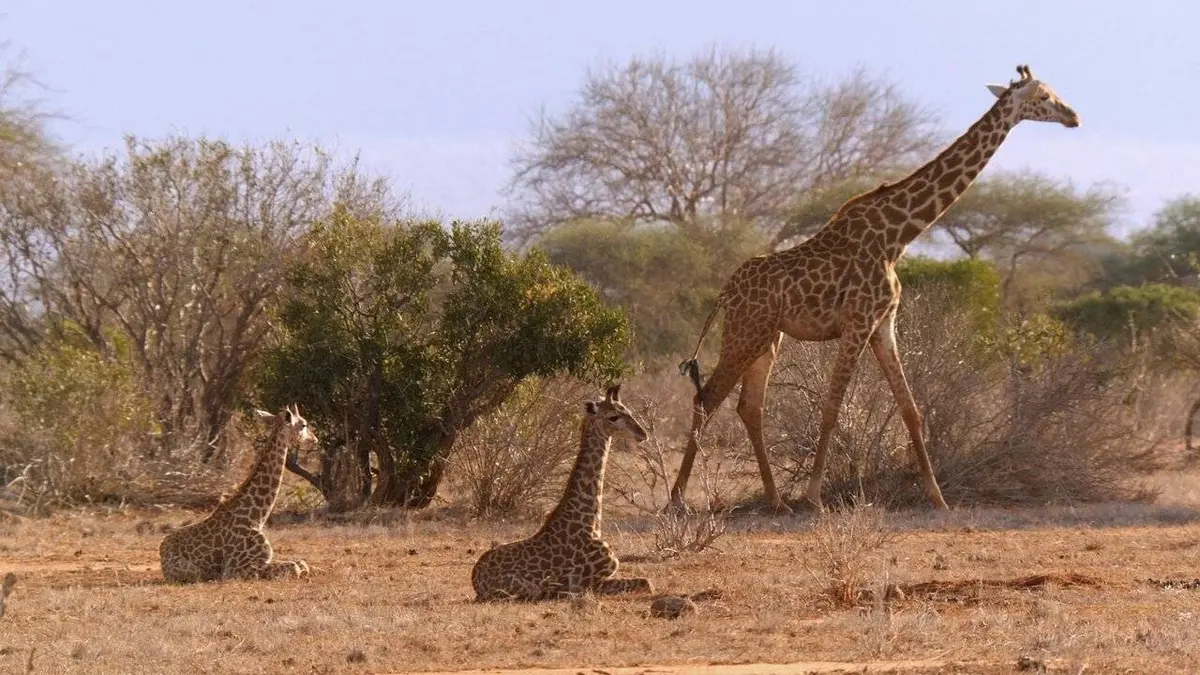 Les dernières girafes