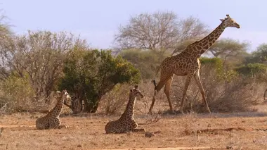 Les dernières girafes