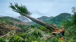 Sur Discovery Channel à 21h00 : Les derniers bûcherons