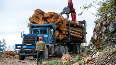 Les derniers bûcherons Coincés