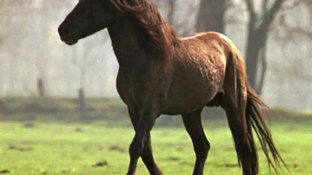 Les derniers chevaux sauvages d'Europe