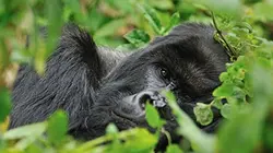 Visuel de Les derniers gorilles de montagne