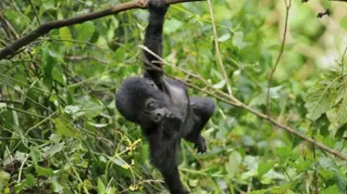 Le destin de la petite Umoja