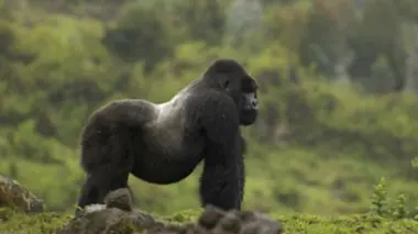 Rano, le nouveau chef de clan