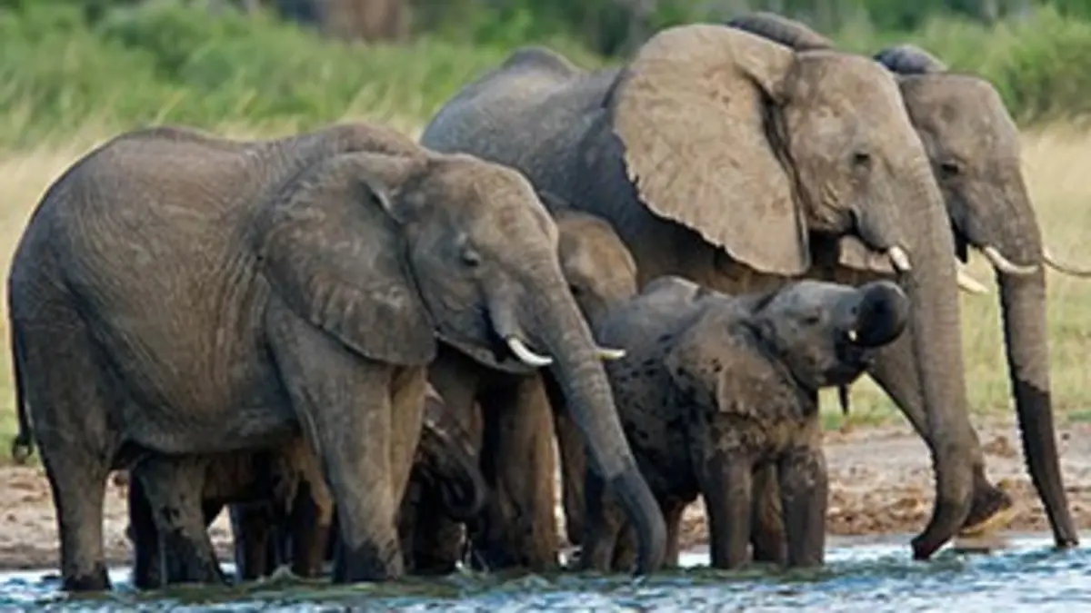 Les derniers grands éléphants