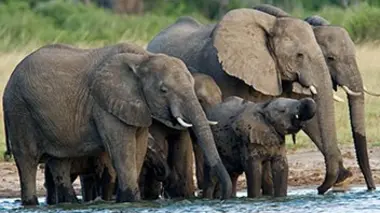Les derniers grands éléphants E03