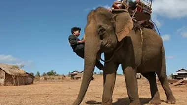Les derniers hommes éléphants