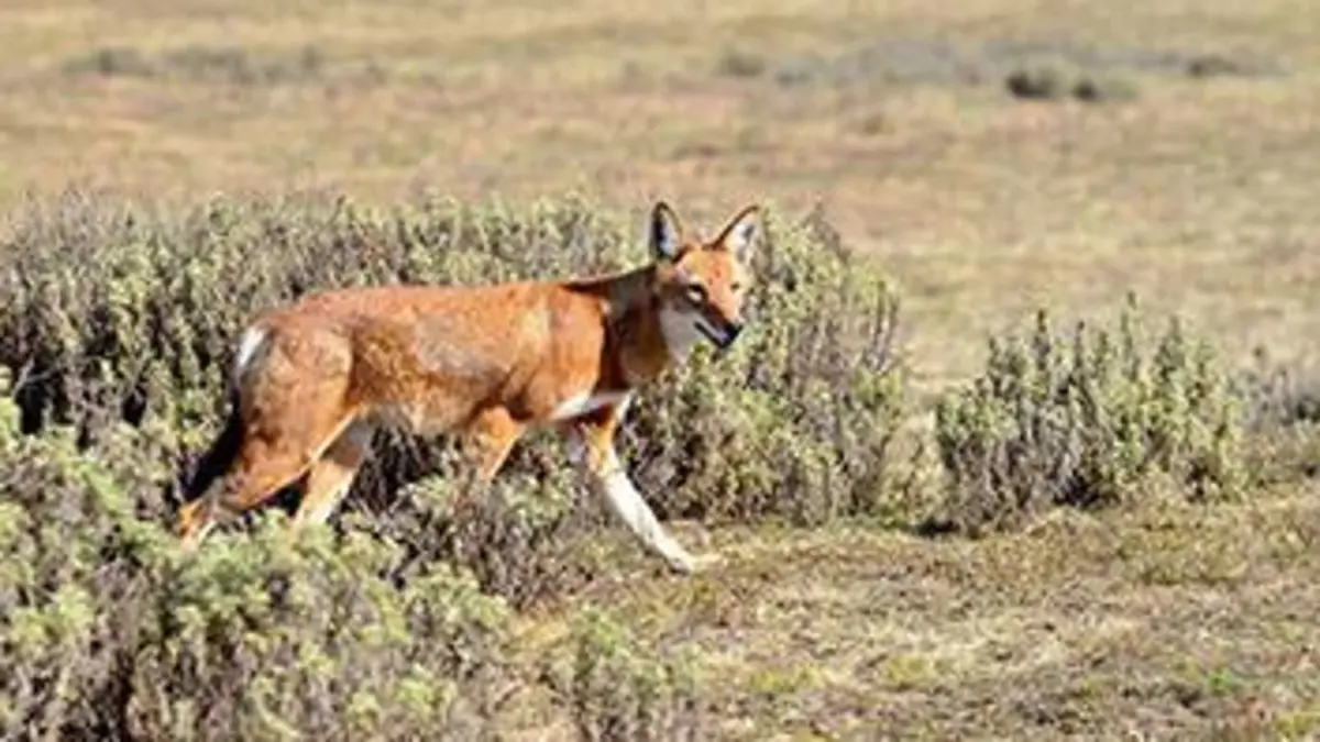 Les derniers loups d'Ethiopie