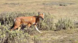 Visuel de Les derniers loups d'Ethiopie