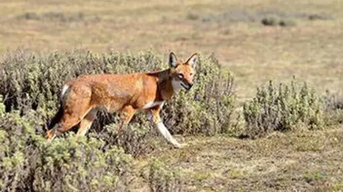 Les derniers loups d'Ethiopie