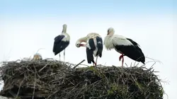 Les derniers mondes sauvages Paradis des oiseaux