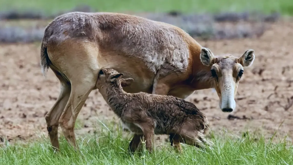 Les derniers mondes sauvages Paradis des mammifères