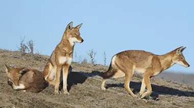 Les derniers mondes sauvages