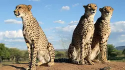 Les derniers mondes sauvages  S02E01 Les survivants