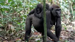 Les derniers mondes sauvages  S01E03 Une nature à protéger