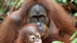 Les derniers mondes sauvages