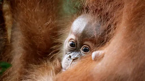 Les derniers mondes sauvages S03E02 Une nature en danger