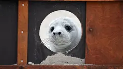 Les derniers mondes sauvages