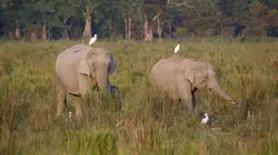Les derniers mondes sauvages Planète éléphant