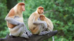 Les derniers mondes sauvages