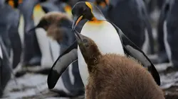 Les derniers mondes sauvages Animaux en danger