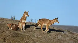 Les derniers mondes sauvages Animaux en danger