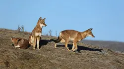 Les derniers mondes sauvages Animaux en danger