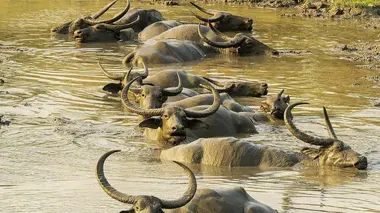 Les derniers mondes sauvages