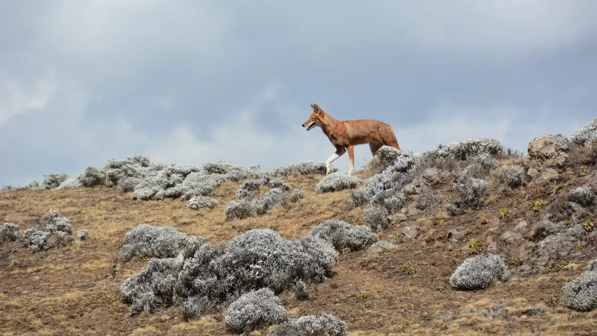 Les derniers mondes sauvages Animaux en danger