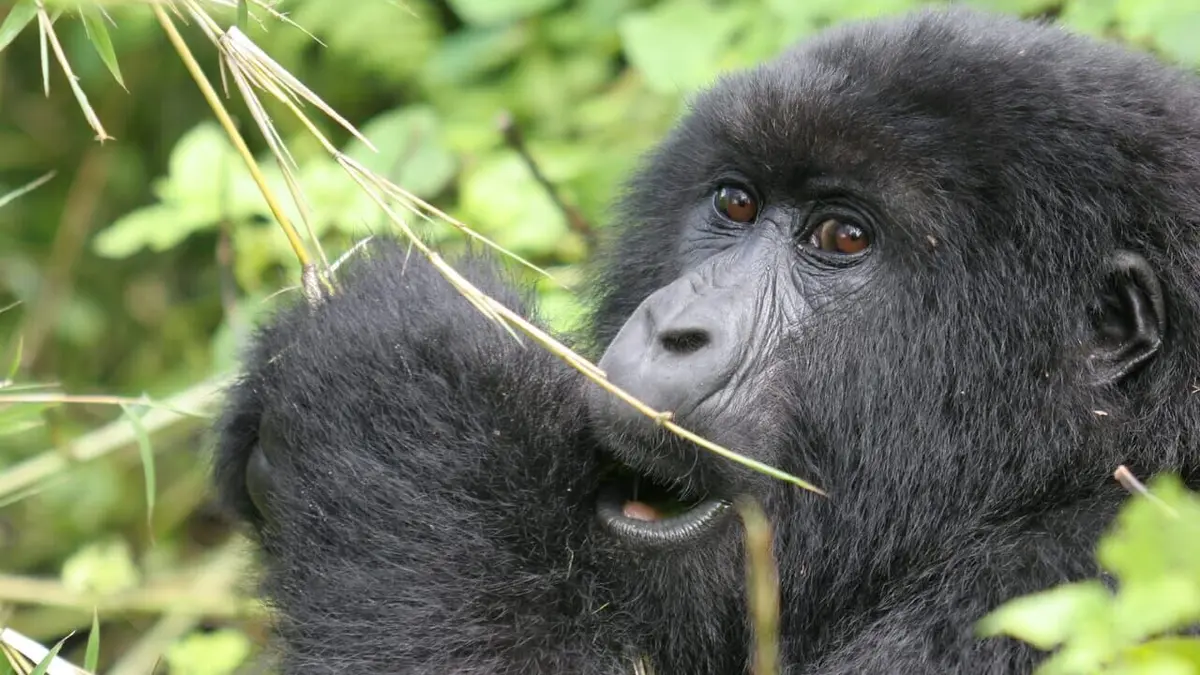 Les derniers mondes sauvages Planète singe