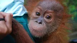 Les derniers orangs-outangs de Sumatra
