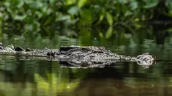 Visuel de Les derniers paradis sauvages