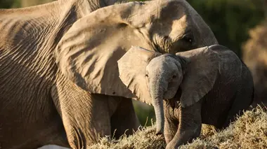 Désert du Namib, entre dunes et océan