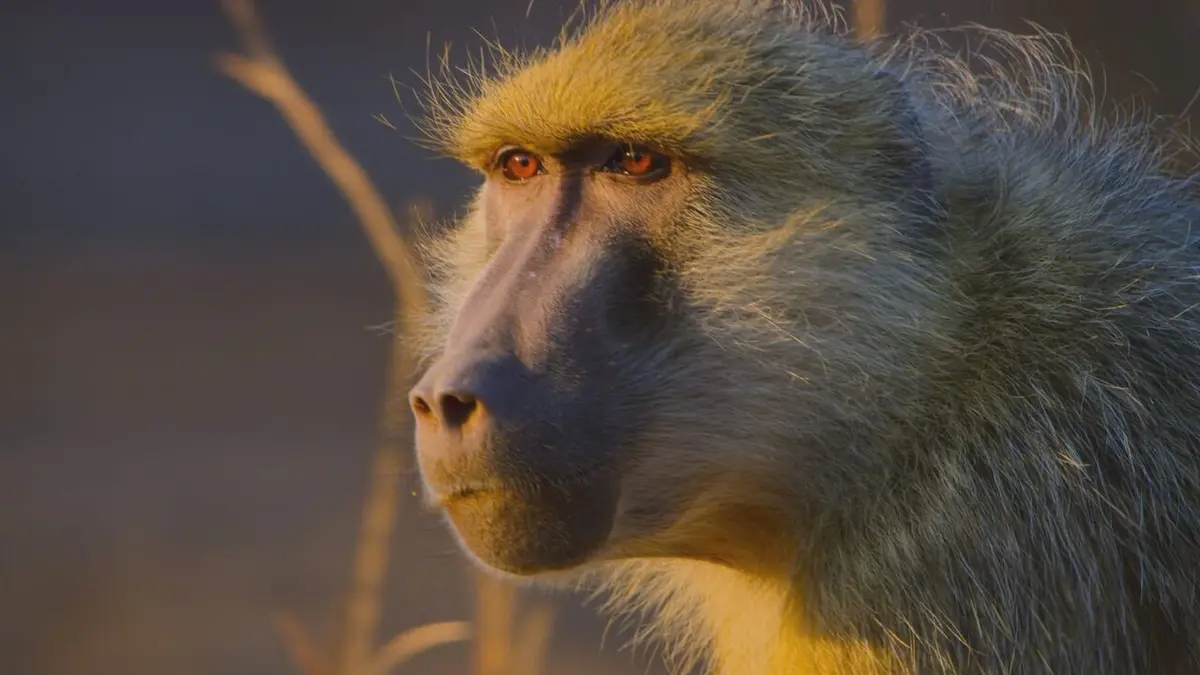 Épisodes de Les derniers paradis sauvages