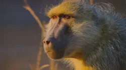 Les derniers paradis sauvages