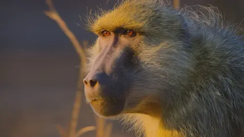 Les derniers paradis sauvages