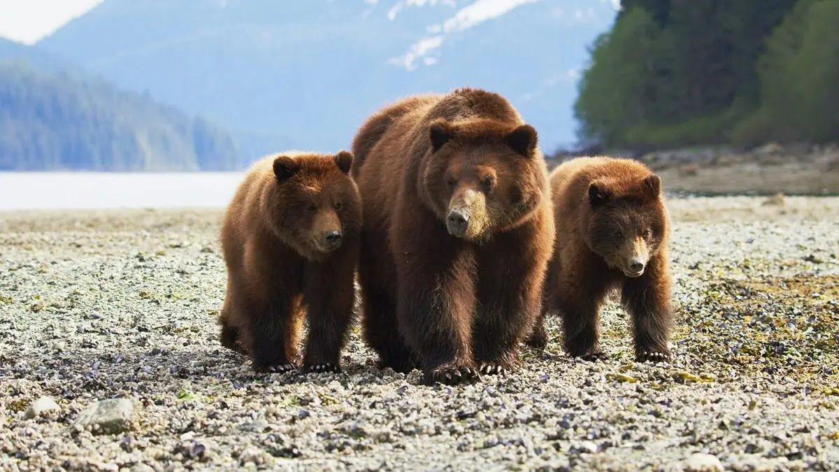 Les derniers paradis sauvages Alaska, l'ultime frontière de l'Amérique