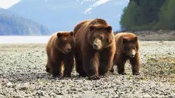 Visuel de Les derniers paradis sauvages