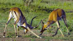 Les derniers paradis sauvages