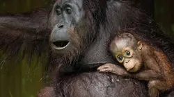 Les derniers paradis sauvages