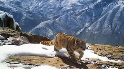 Les derniers paradis sauvages