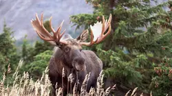 Les derniers paradis sauvages