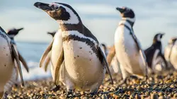 Les derniers paradis sauvages