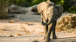 Les derniers paradis sauvages